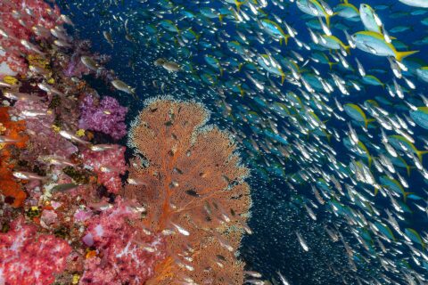Un muro di coralli molli rosa e una gorgonia arancione a Richelieu Rock, davanti a una nuvola di pesci vetro e a un banco di fucilieri dalla coda gialla nel blu