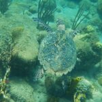 Una tartaruga embricata vista dall'alto nuota a filo di rocce coperte di alghe, coralli cervello, gorgonie e spugne tubolari gialle, in un'acqua verde turchese