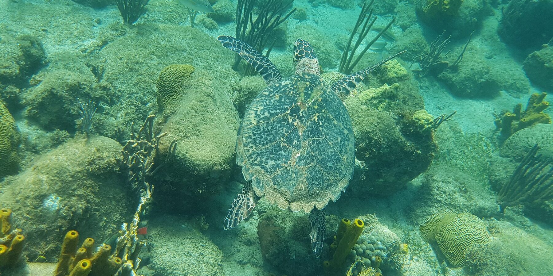 Una tartaruga embricata vista dall'alto nuota a filo di rocce coperte di alghe, coralli cervello, gorgonie e spugne tubolari gialle, in un'acqua verde turchese