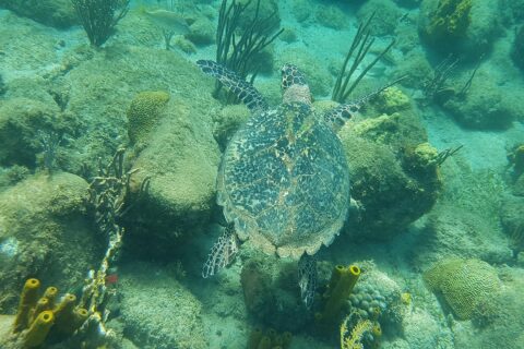 Una tartaruga embricata vista dall'alto nuota a filo di rocce coperte di alghe, coralli cervello, gorgonie e spugne tubolari gialle, in un'acqua verde turchese
