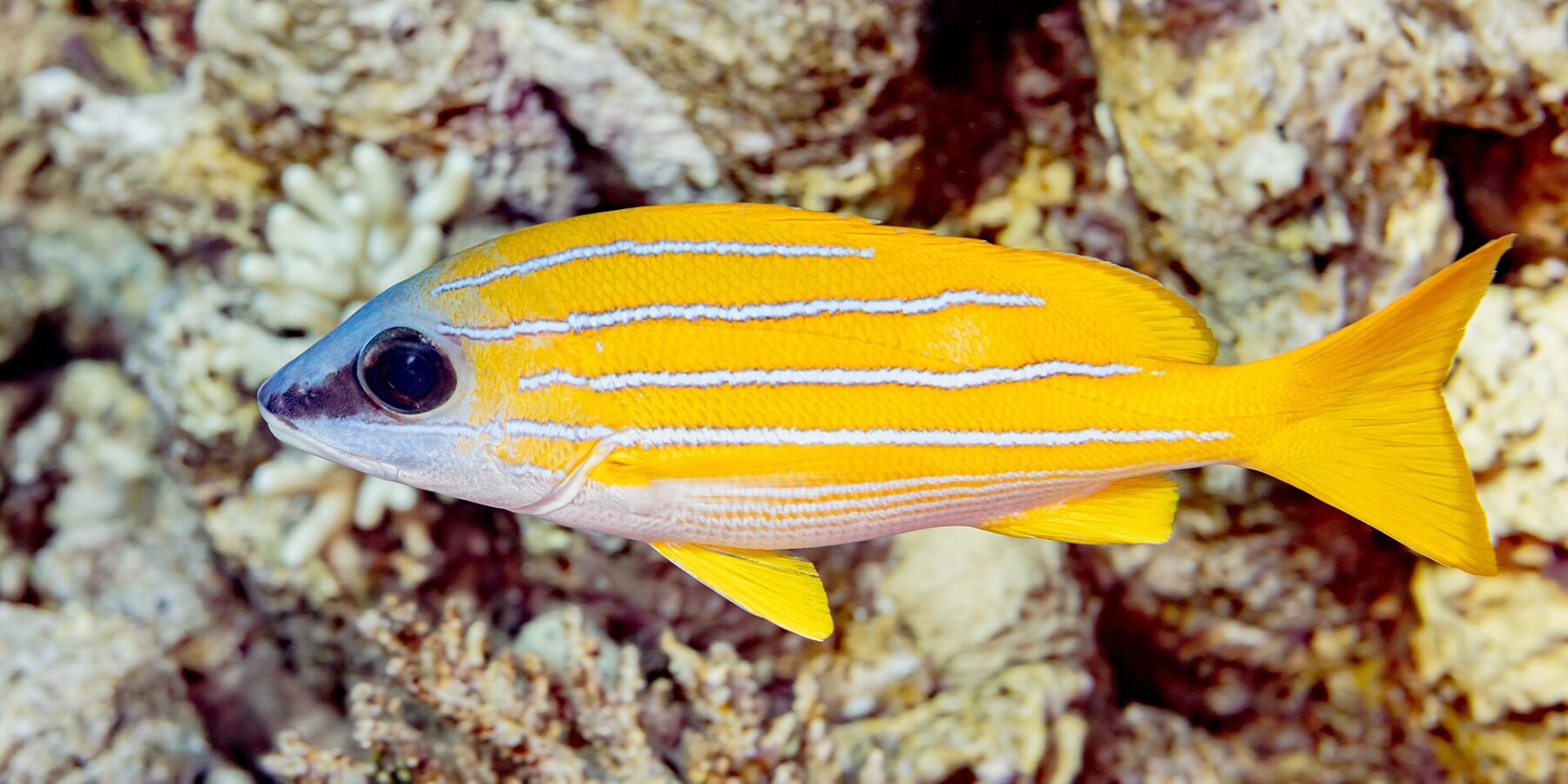 Un lutiano a righe blu di profilo davanti al reef, il corpo giallo vivo attraversato per tutta la lunghezza da quattro linee azzurre, il ventre bianco e le pinne gialle