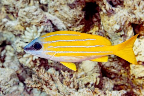 Un lutiano a righe blu di profilo davanti al reef, il corpo giallo vivo attraversato per tutta la lunghezza da quattro linee azzurre, il ventre bianco e le pinne gialle
