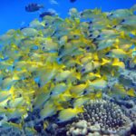 Un banco compatto di lutiani a righe blu, gialli striati di blu, ammassato sopra i coralli in acqua blu