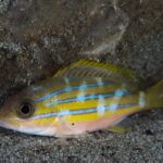 Un lutiano a righe blu posato da solo sulla sabbia ai piedi di una roccia, le linee blu interrotte da macchie chiare verticali, il ventre rosato