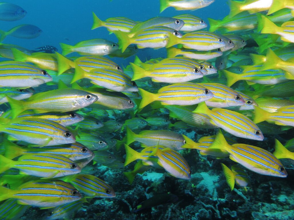 Un fitto banco di lutiani giallo vivo a righe blu, mescolati ad alcuni lutiani argentati, che nuotano verso destra sopra un reef scuro e riempiono l'inquadratura.