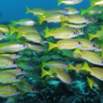 Un fitto banco di lutiani giallo vivo a righe blu, mescolati ad alcuni lutiani argentati, che nuotano verso destra sopra un reef scuro e riempiono l'inquadratura.