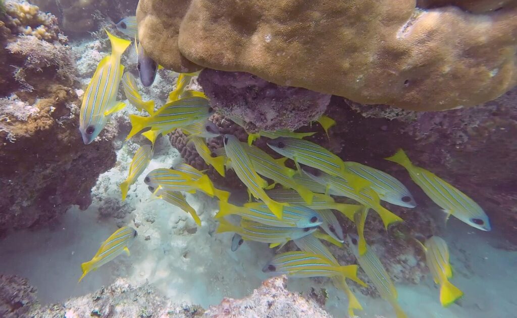 Un banco di lutiani gialli a sottili righe blu si ripara sotto un grosso blocco di corallo marrone, sopra un fondo di sabbia bianca.